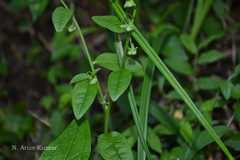Cynoglossum zeylanicum